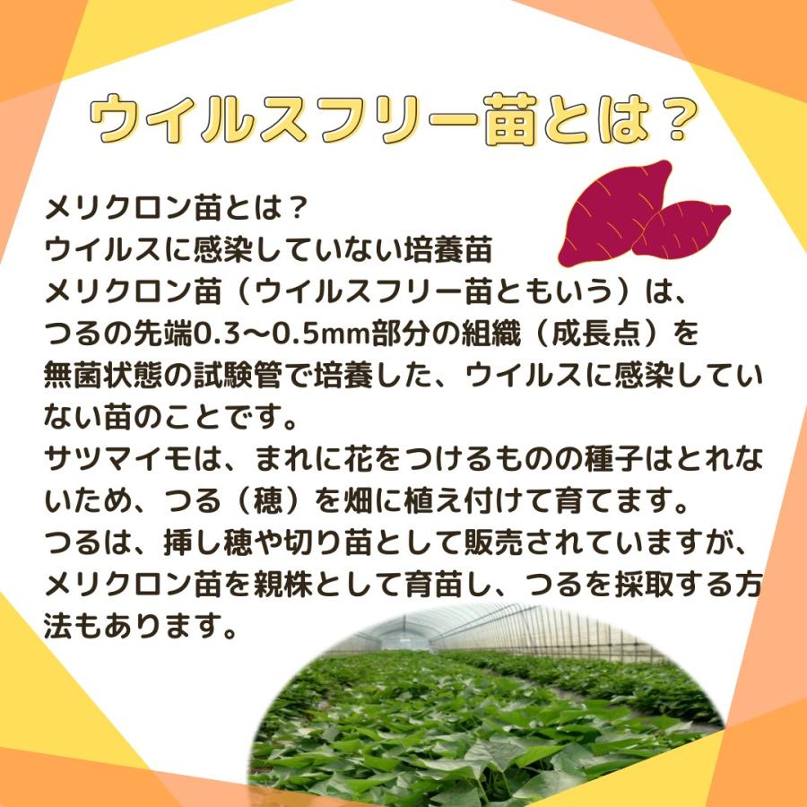 令和7年度 切り苗 予約受付中 登録品種(PVP)ウィルスフリー苗 令和7年度 切り苗 予約受付中 登録品種(PVP)ウィルスフリー苗