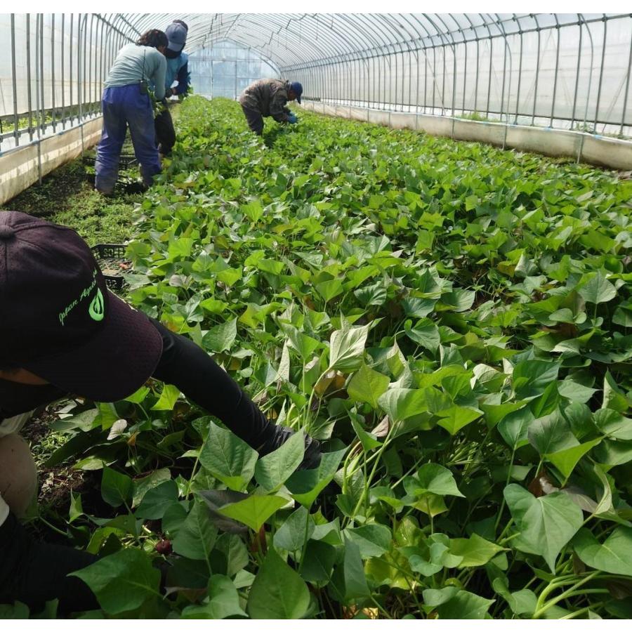 令和7年度 切り苗 予約受付中 登録品種(PVP)ウィルスフリー苗 令和7年度 切り苗 予約受付中 登録品種(PVP)ウィルスフリー苗