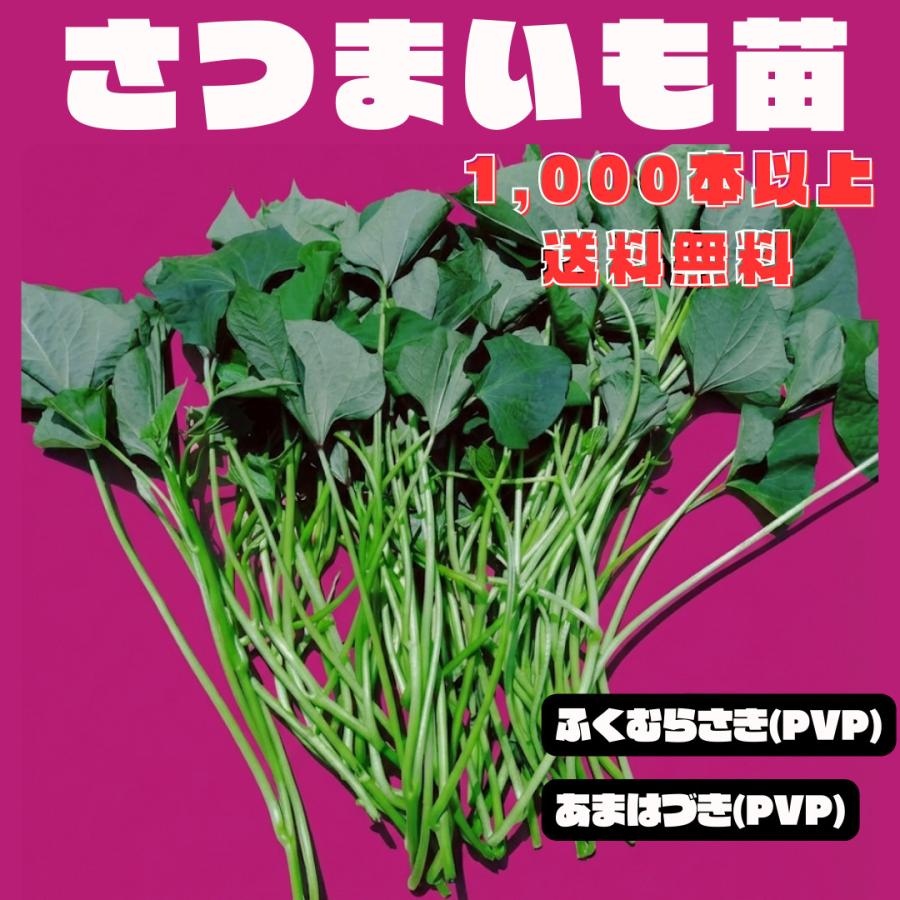 さつまいも苗（切り苗）1000本〜 大口対応 農家向け ウィルスフリー苗