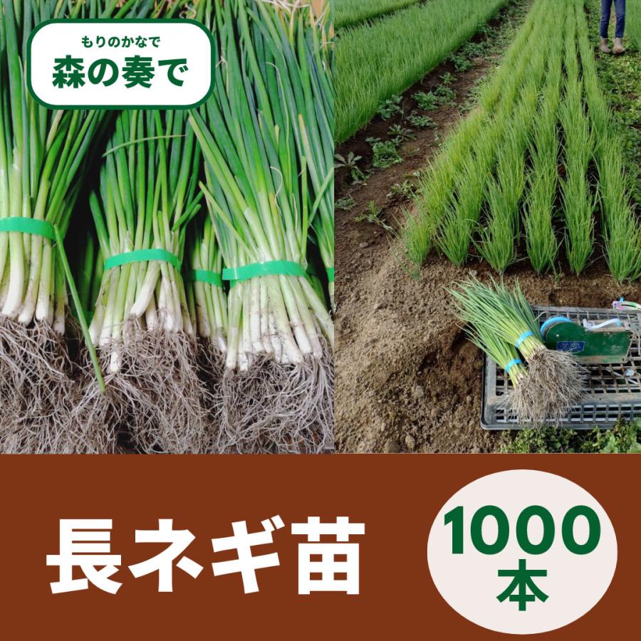 長ネギ苗 長ねぎ苗 1000本 森の奏で 1本ねぎ 家庭菜園向け ネギ苗 国産