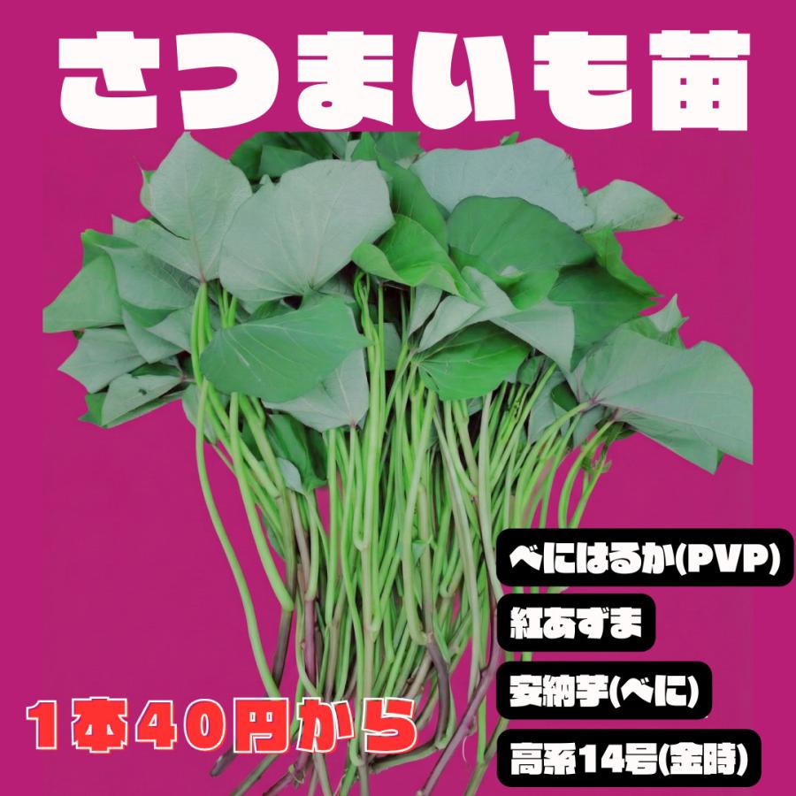 さつまいもの苗 注文用ページ さつまいも苗 芋づる 切り苗 登録品種（PVP）ウィルスフリー苗 10本