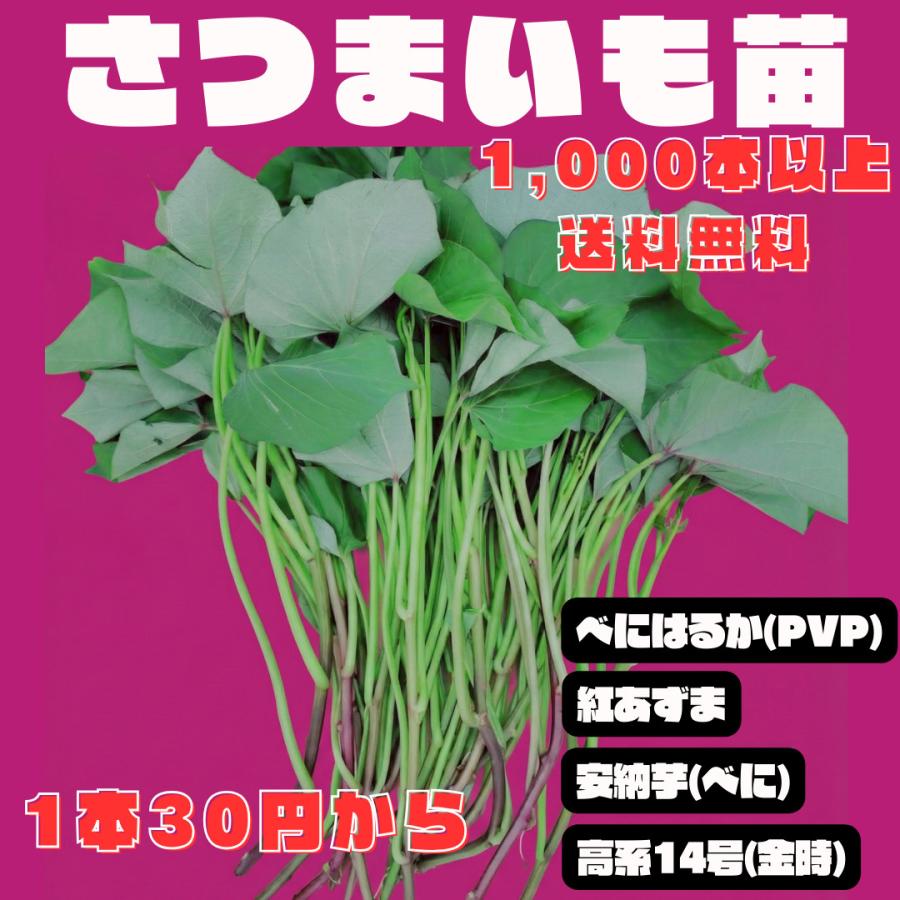 さつまいも苗　1000本 さつまいも苗（切り苗）1000本〜 大口対応農家向け ウィルスフリー苗