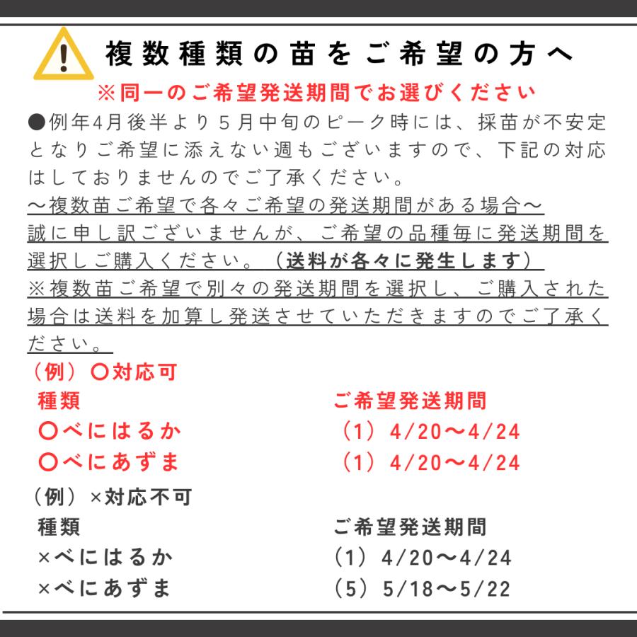 さつまいも苗（切り苗）1000本〜 大口対応農家向け ウィルスフリー苗