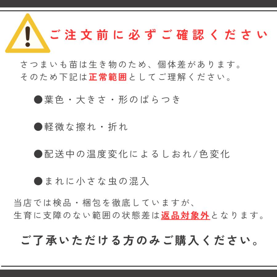 さつまいも苗（切り苗）1000本〜 大口対応農家向け ウィルスフリー苗