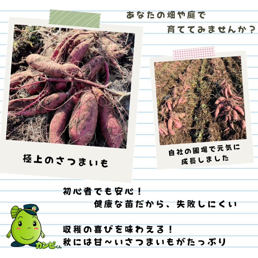 さつまいも苗　1000本 さつまいも苗（切り苗）1000本〜 大口対応農家向け ウィルスフリー苗