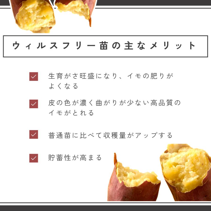 さつまいも苗（切り苗）1000本〜 大口対応農家向け ウィルスフリー苗