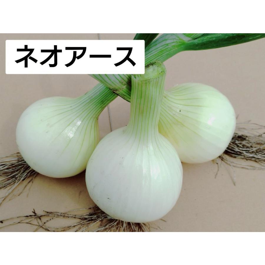 通常】 玉ねぎ苗 タマネギ苗 玉葱苗 2025 : 大三ファーム - 通販