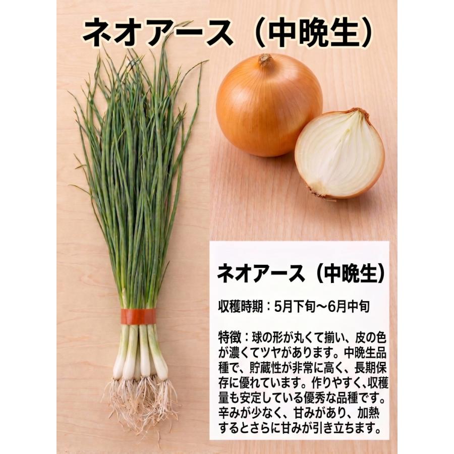 通常販売】玉ねぎ苗 玉葱苗 タマネギ苗 2026年秋 家庭菜園 初心者向け