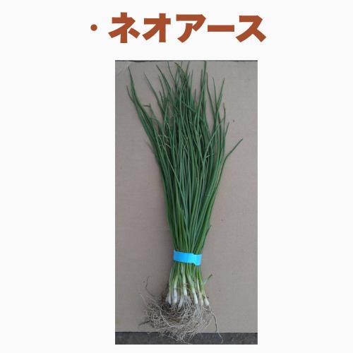 玉ねぎ苗 玉葱苗 タマネギ苗 2026年春 家庭菜園 初心者向け 育てやすい