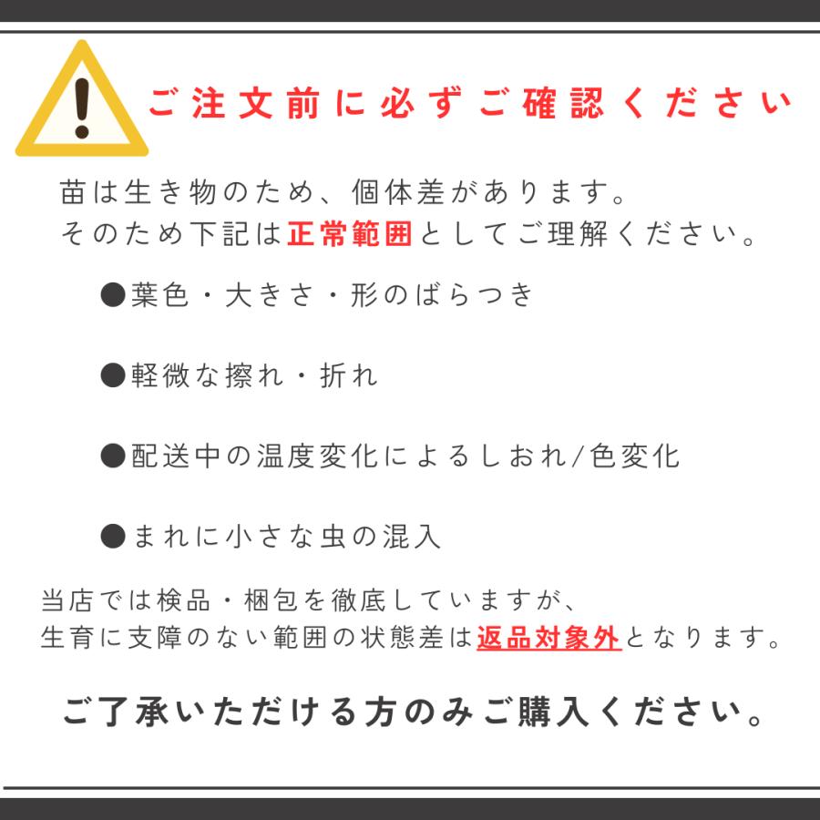 玉ねぎ苗 玉葱苗 タマネギ苗 2026年春 家庭菜園 初心者向け 育てやすい