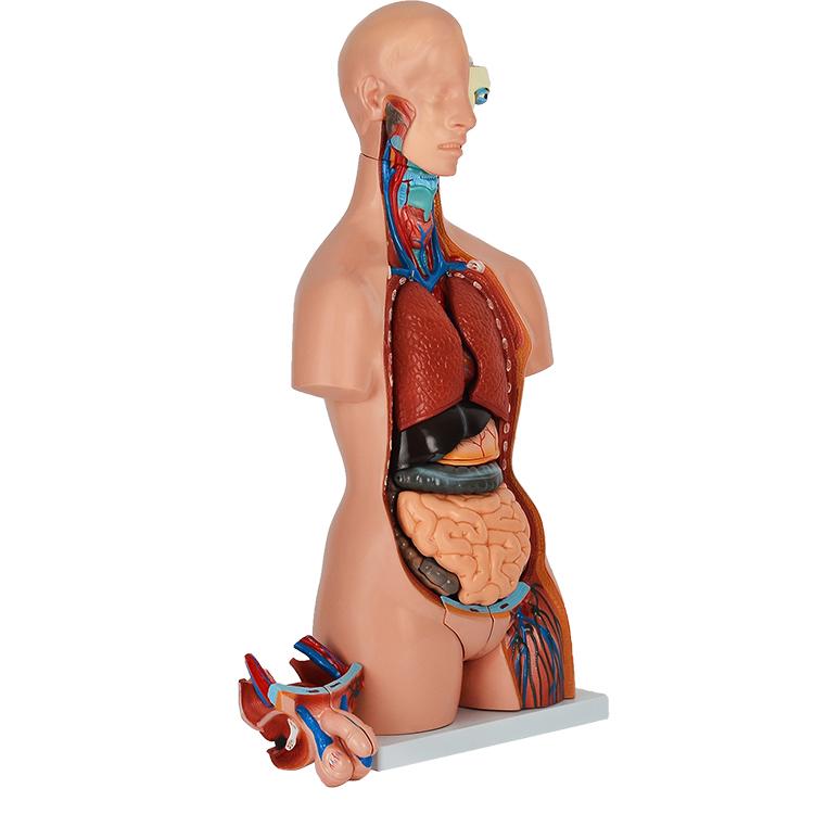 人体模型GX-204 お腹の見える内臓模型 人体模型85cm : 株式会社
