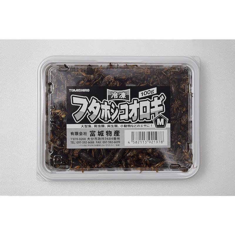 クール便 富城物産 冷凍 フタホシコオロギ【M】 100g(約300匹) 約1.5