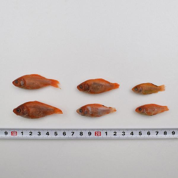 クール便 富城物産 冷凍 金魚 200g(約60匹) 約4〜7cm 両生類 中 クール便 富城物産 冷凍 金魚 200g(約60匹) 約4〜7cm 両生類 中