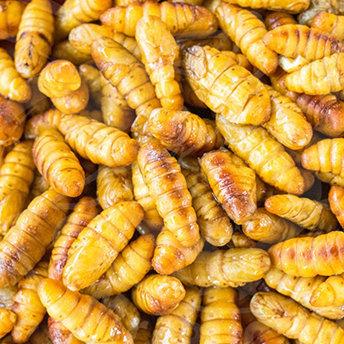ペット用 冷凍昆虫 カイコのサナギ 【100g】 冷凍 蚕のさなぎ(1匹：約
