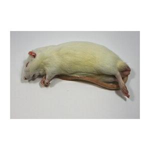 富城物産 冷凍 アダルトラット MLサイズ(約140g〜160g) 30匹<冷凍クール便配送> 爬虫類 猛禽類 肉食魚 哺乳類 ヘビ トカゲ フクロウ ハリネズミ