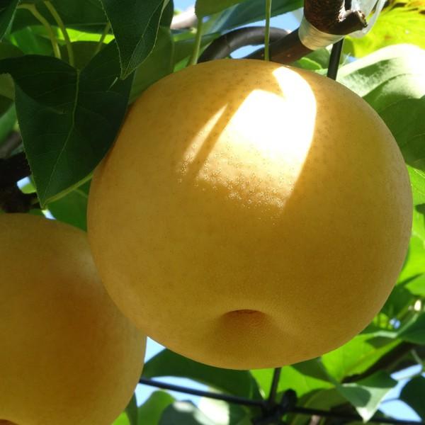 秋月梨（あきづきなし）お得用10kg : 愛媛だいすけ果樹園 - 通販
