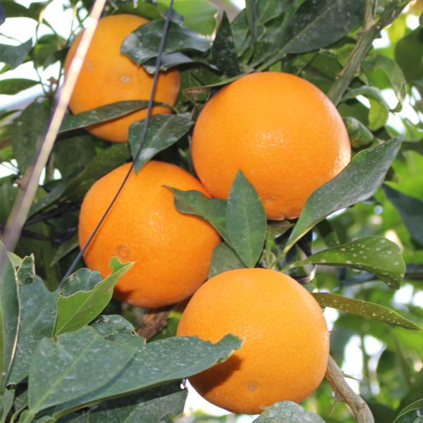 媛まどんな ギフト用 3ｋｇ |  | 06