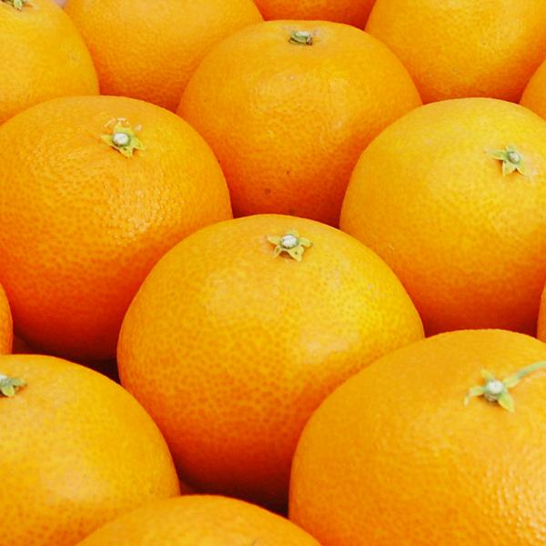 媛まどんな お得用 10ｋｇ |  | 02