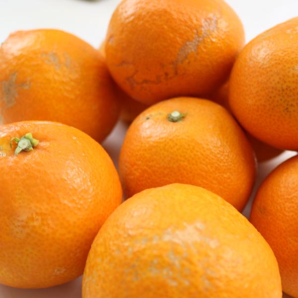 媛まどんな キズキズ君 5ｋｇ |  | 01