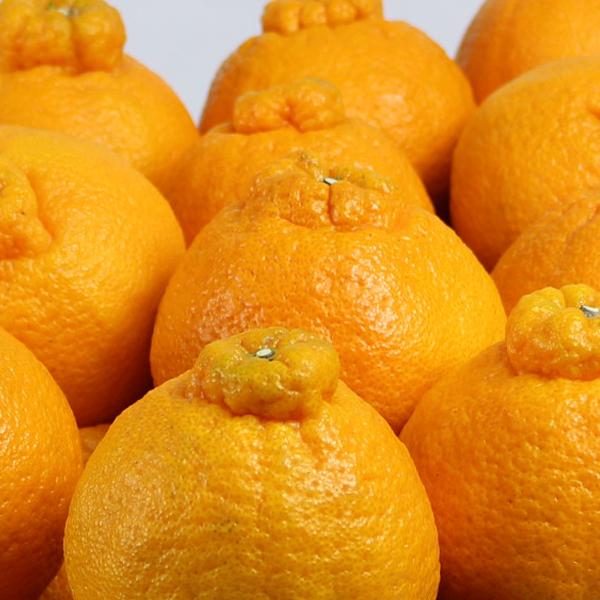 愛媛県産 デコすけ お得用 10ｋｇ |  | 02