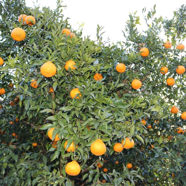 愛媛県産 デコすけ お得用 10ｋｇ |  | 06