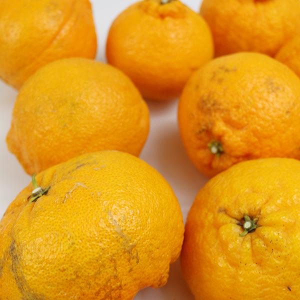 愛媛県産 デコすけ キズキズ君 10ｋｇ |  | 01