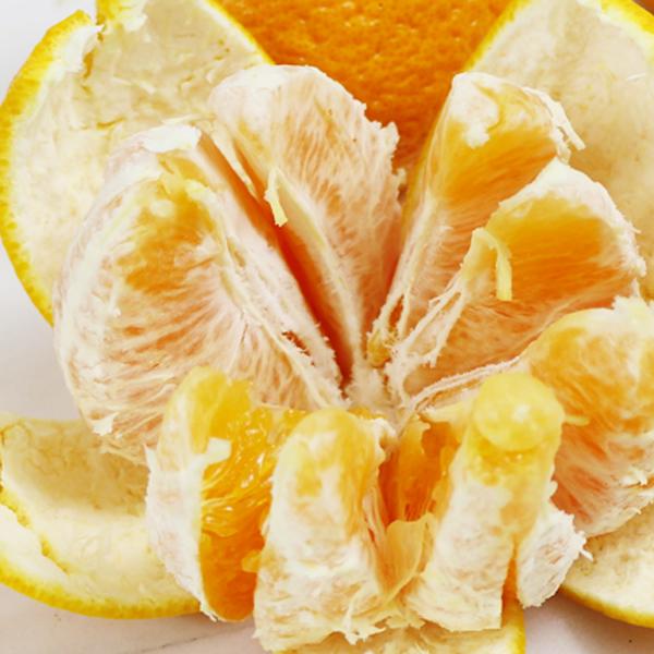 愛媛県産 デコすけ キズキズ君 10ｋｇ |  | 04