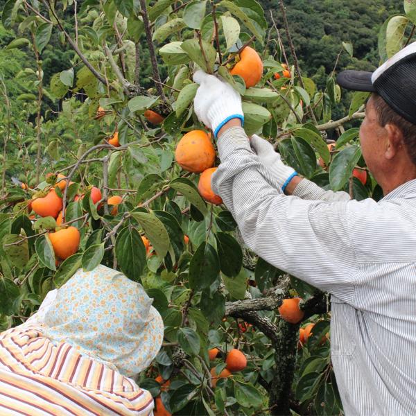 秀品 ！ ラスト 1ケース 愛媛県 特産 富士柿 秀品 約10キロ 愛媛県より産地直送 JAにしうわ 富士柿 秀品 2キロ(5玉から6玉) 送料