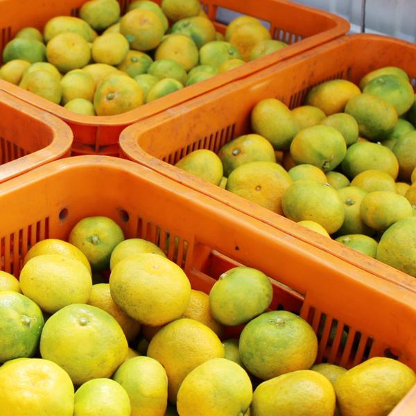 極早生みかん こつぶ君 10kg : 愛媛だいすけ果樹園 - 通販 - Yahoo