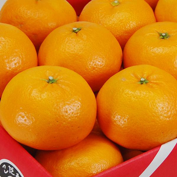 はれひめ ギフト用 5ｋｇ |  | 01