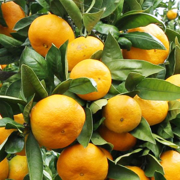 はれひめ ギフト用 10ｋｇ |  | 05