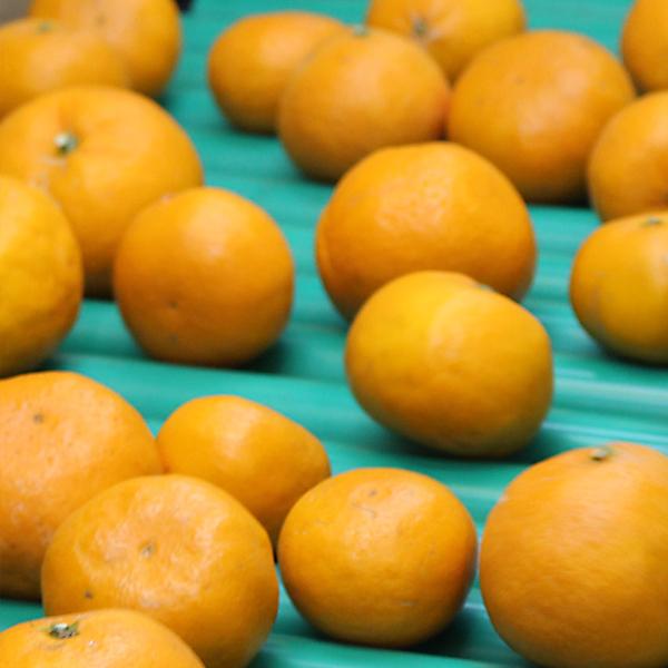 はれひめ ギフト用 10ｋｇ |  | 05