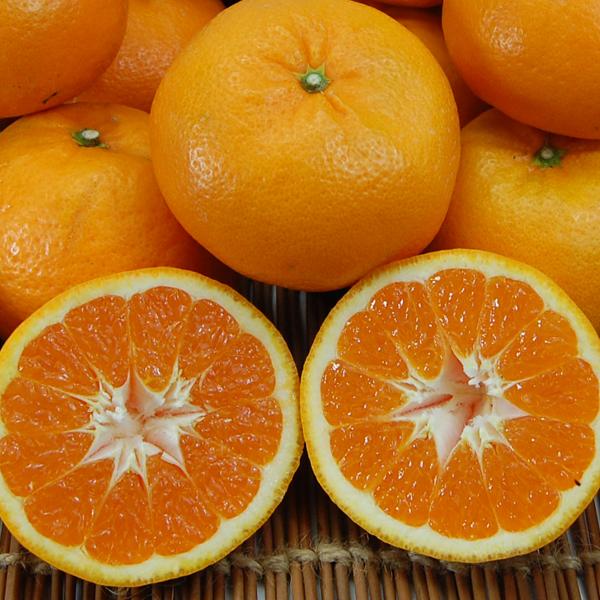 はれひめ お得用 5ｋｇ |  | 02