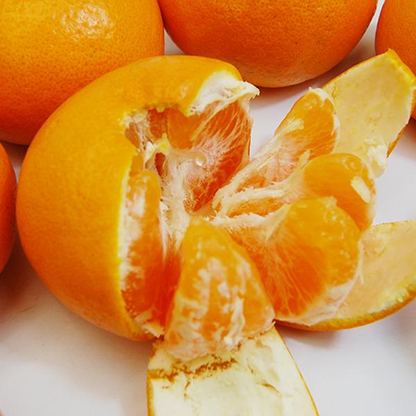 はれひめ お得用 5ｋｇ |  | 03