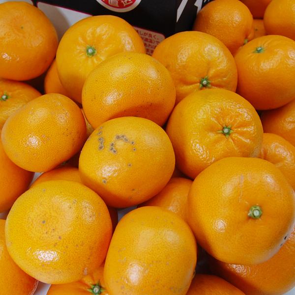 はれひめ キズキズ君 10ｋｇ |  | 01