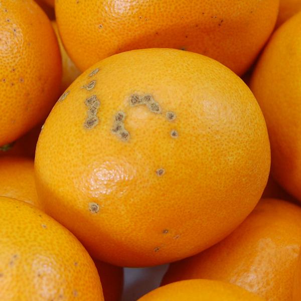 はれひめ キズキズ君 10ｋｇ |  | 02