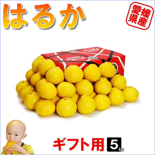 愛媛県産 はるか ギフト用 5kg : 愛媛だいすけ果樹園 - 通販 - Yahoo