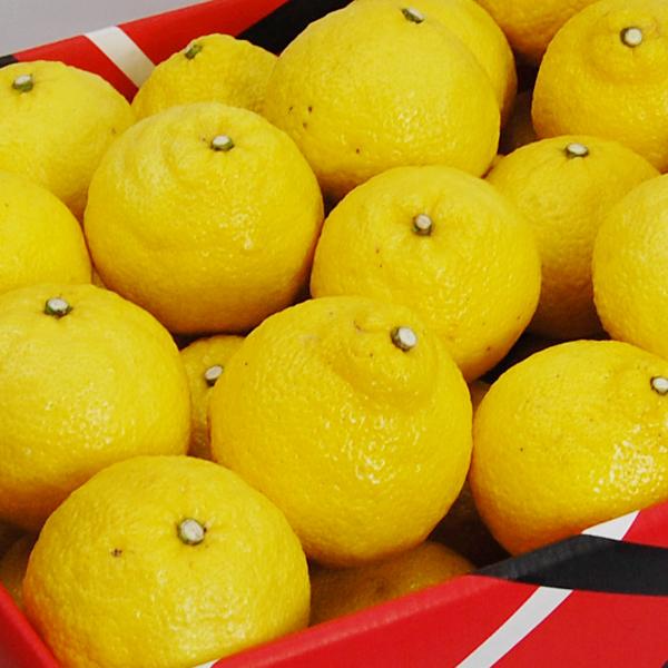 愛媛県産 はるか ギフト用 5kg : 愛媛だいすけ果樹園 - 通販 - Yahoo