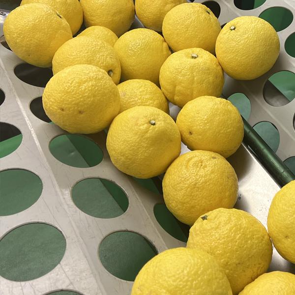 愛媛県産 はるか ギフト用 5kg : 愛媛だいすけ果樹園 - 通販 - Yahoo