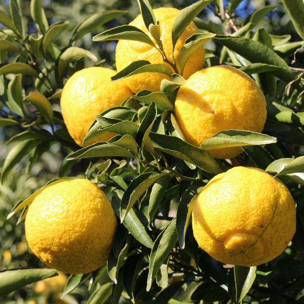 愛媛県産 はるか ギフト用 5kg : 愛媛だいすけ果樹園 - 通販 - Yahoo