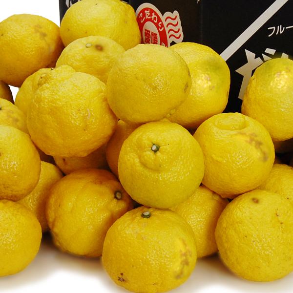 キーくんはるか大玉10kg 愛媛県産 はるか キズキズ君 10kg : 愛媛だいすけ果樹園 - 通販