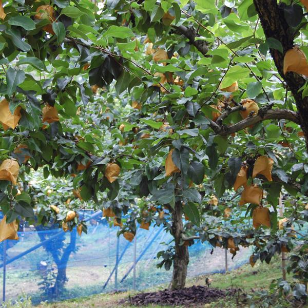 豊水梨 ギフト用 10kg |  | 04