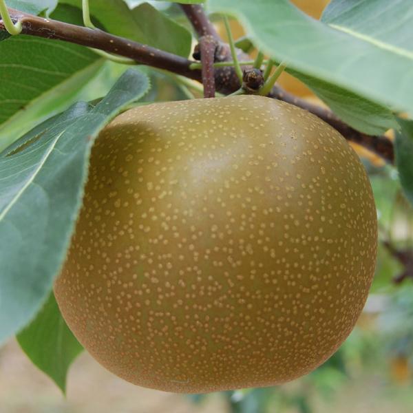 豊水梨 お得用 10kg |  | 05