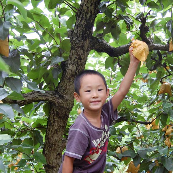 豊水梨 こつぶ君 10kg |  | 02