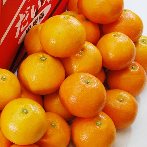いよかん 愛媛県産 みやうちいよかん お得用 10kg : 愛媛だいすけ果樹園