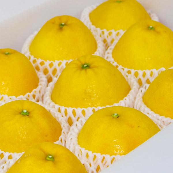 ジューシーオレンジ　ギフト用5ｋｇ |  | 01