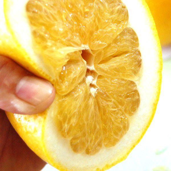 ジューシーオレンジ　ギフト用10ｋｇ |  | 04