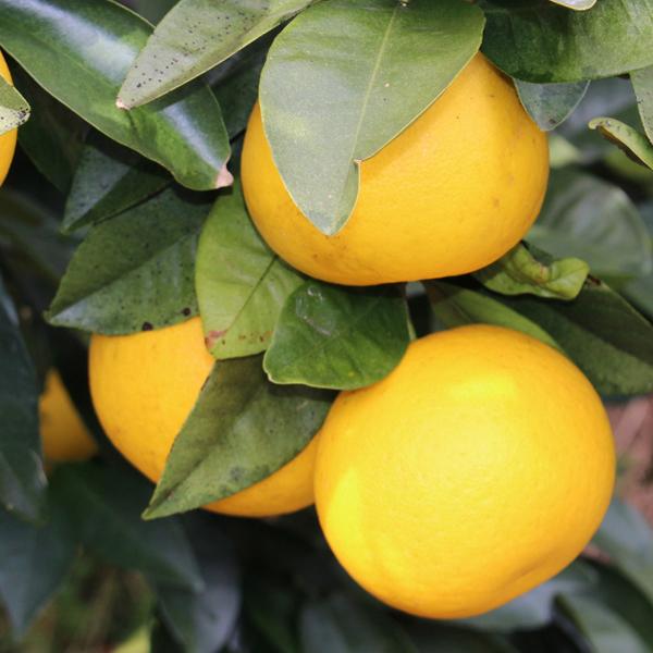 ジューシーオレンジ　ギフト用10ｋｇ |  | 09