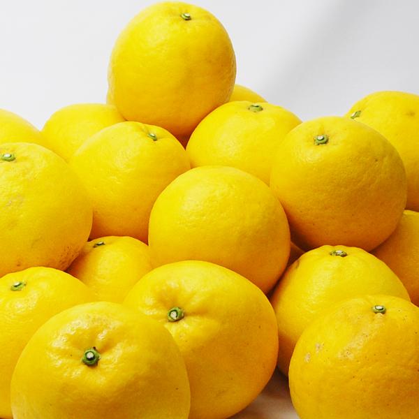 ジューシーオレンジ　お得用5ｋｇ |  | 01