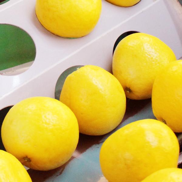 ジューシーオレンジ　お得用5ｋｇ |  | 08